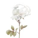 yutori、当たり前の平凡を願うラブソング「白い薔薇」配信リリース！インスタライブも決定 - 画像一覧（1/3）