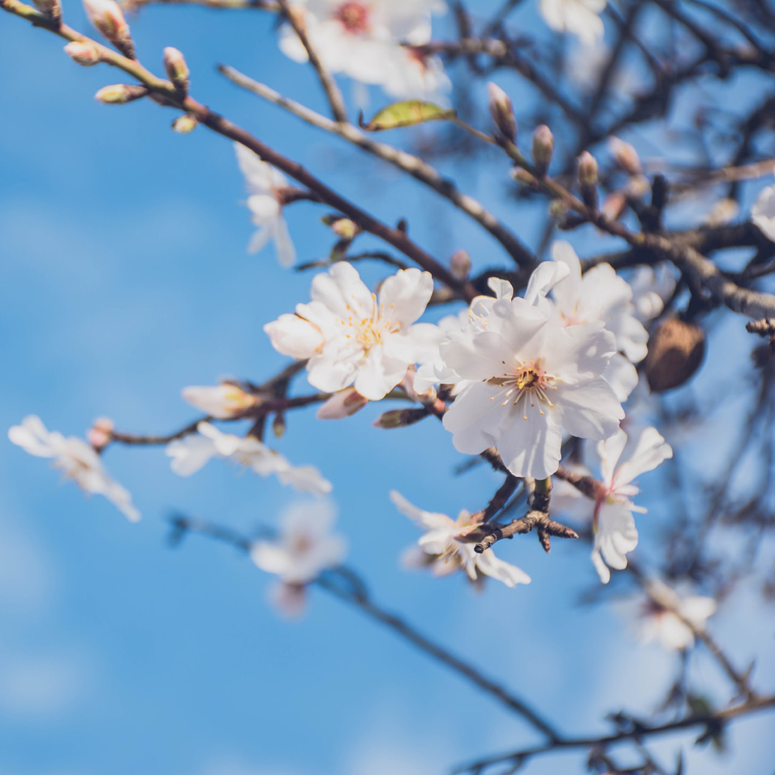 桜、別れと出会い、門出…10代に刺さった卒業＆春ソング TOP50 - 画像一覧（2/3）